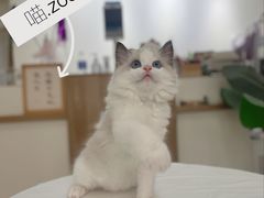 -喵zoo家庭繁育猫舍(尖东智能花园店)