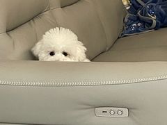 -翊宠yipet猫狗购宠庄园