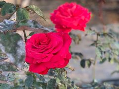 -海上花岛玫瑰园采摘