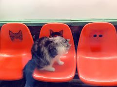 -猫咪博物馆(顶澳仔猫街店)