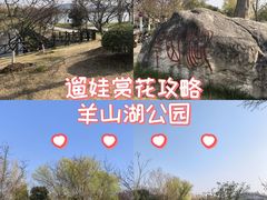 -羊山湖公园