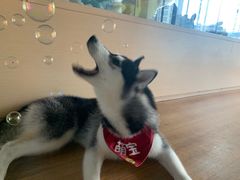 -Husky Go! 哈士奇体验馆·宠物咖啡厅狗咖