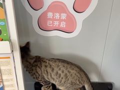 -伟伟宠物医院·瑞派猫友好医院·猫科(光谷店)