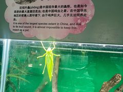 -上海大自然野生昆虫馆(东方明珠·爬宠昆虫探索中心)