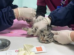 -北京观赏动物医院·24小时大型综合·猫专科·异宠专科