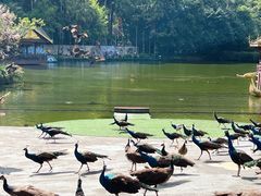 -西双版纳原始森林公园