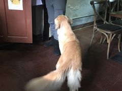 -百好乐宠物友好餐厅(朝外大街店)