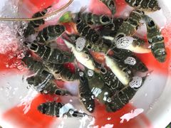 -观桥阁(锦溪店)