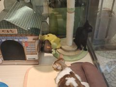 -momokira米努特·德文卷毛猫·棉花面纱犬