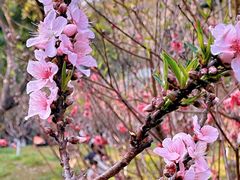 -桃花涧