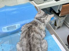 -纳吉亚猫专科动物诊疗中心(蒋宅口分院)