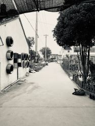 -水八仙生态园