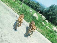 -西安秦岭野生动物园