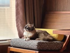 -天使宠物医院·犬猫分诊(彩虹店)