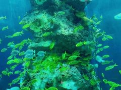 -芜湖新华联大白鲸海洋公园