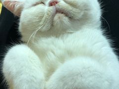 -Heymao猫咖.咖啡厅(东门店)