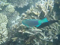 -中央格兰德岛温泉度假酒店 - 全包