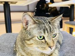 -喵园·猫主题咖啡厅·撸猫·猫咖(国贸店)