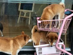 -柴犬高等学院·狗咖·柴犬售卖·宠物训练