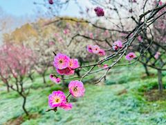 -梅花山(明孝陵内)