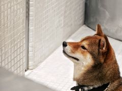 -柴务处·柴犬主题狗咖