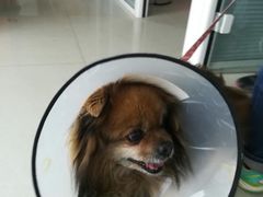 -瑞派福兴宠物医院犬猫全科·骨科·中西医结合(河东店)