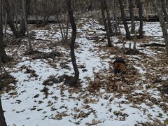 -帽儿山国家森林公园