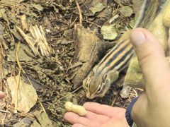 -五营红松林海景区