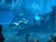-海棠湾洲际-涛·海底餐厅·美人鱼·自助餐·海底隧道