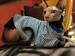 -猫色咖啡·猫咖