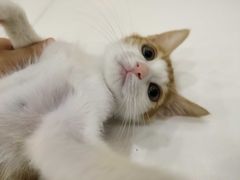 -瑞鹏宠物医院·骨科·猫科·内科(第一中心)