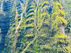 -梭布垭石林景区