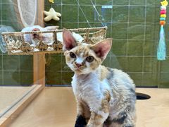 -帕帕拉兹宠物(亚洲旗舰店)