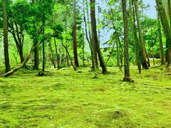 -西芳寺(苔寺)