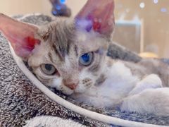 -momokira米努特·德文卷毛猫·棉花面纱犬