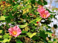 -昆山城市生态森林公园