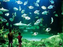 -悉尼海洋生物水族馆