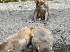 -黔灵山公园