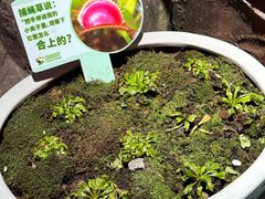 -正佳雨林生态植物园