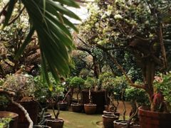 -呀路古热带植物园