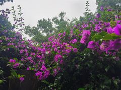 -南山植物园
