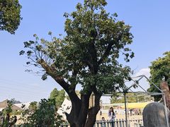 -长洲岛都市农业公园