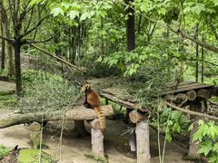 -都江堰中华大熊猫苑