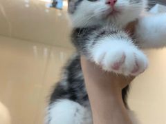 -lincat·猫舍(广州店)
