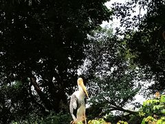 -广州长隆飞鸟乐园