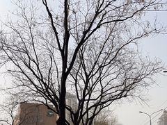 -西苑饭店·蓬莱春餐厅