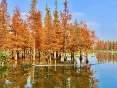 -白鹭湾湿地公园