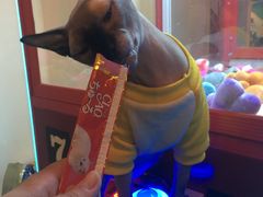 -李小姐の猫咖啡馆(五角场店)