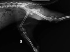 -伟伟宠物医院·CT影像中心·瑞派犬猫综合性门诊(汉口总院)