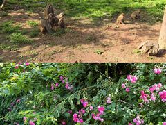 -重庆雨台山风景区
